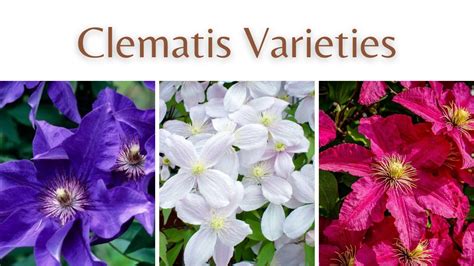 10 Different Types of Clematis Varieties-How to Identify