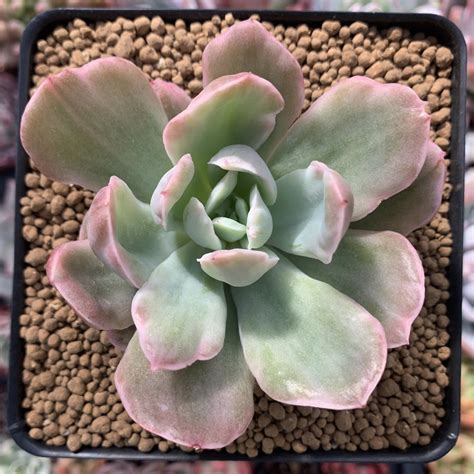 Echeveria 'Luella' Variegated 3" Succulent Plant – True Succulents ...