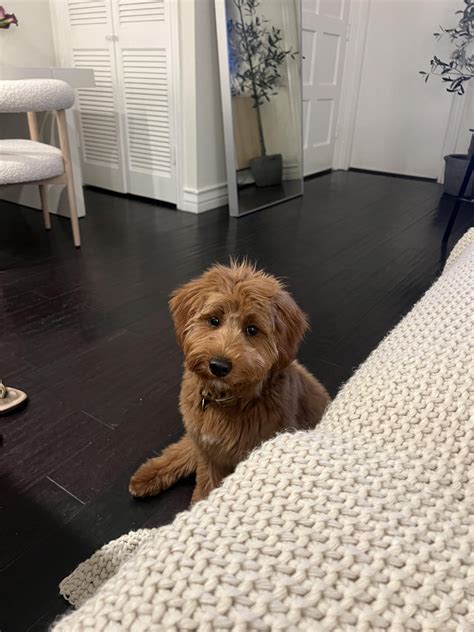 Goldendoodles