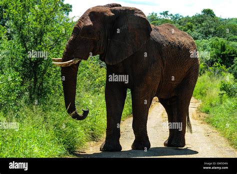 African Bush Elephant On The Road Hluhluwe Umfolozi Game Reserve