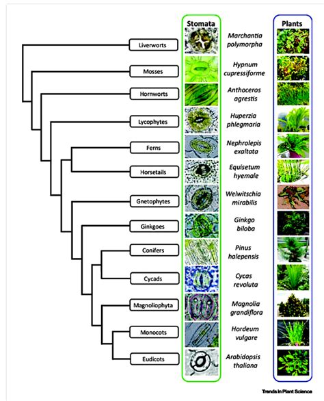 Molecular Evolution of Grass Stomata – PLANT STOMATA ENCYCLOPEDIA