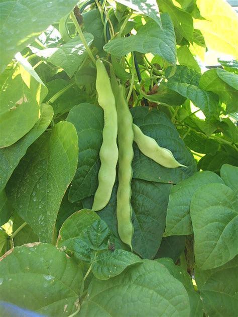 The Hunter Climbing French Bean Mammoth Onion