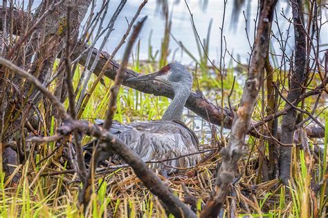 Nesting Sandhill Female Crane Photograph By Belinda Greb Fine Art America