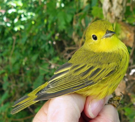 BSBO Bird Bander's Blog: Warbler Species Beginning to Increase