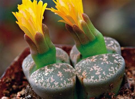 Литопс – Lithops