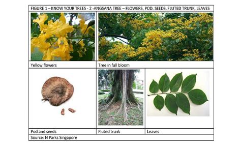 Heritage Trees Revisited (3) Angsana Tree – Age Well Every Day