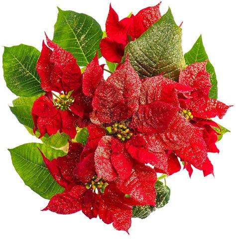 Red Poinsettia Christmas Flower With Golden Deco Stock Image Image