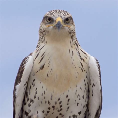 Ferruginous Hawk Raptor Bird Of Prey Birds Of Prey Pale Male Falcon