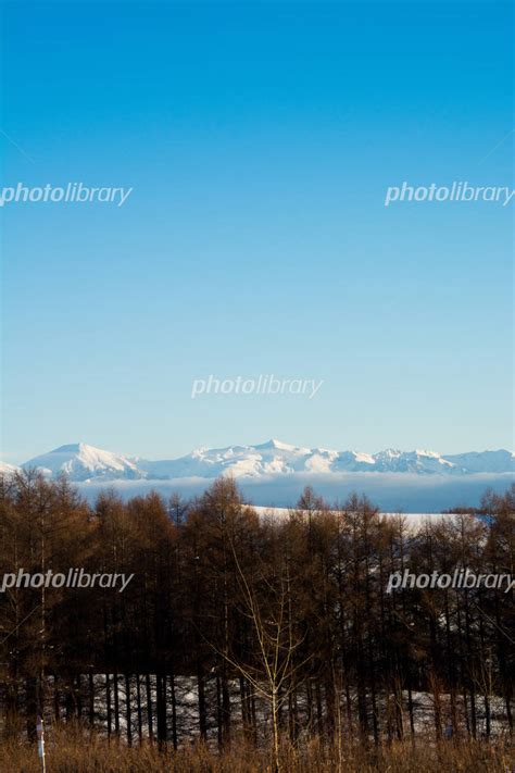 冬の晴れた日の雪原とシラカバ林 写真素材 6619607 フォトライブラリー Photolibrary