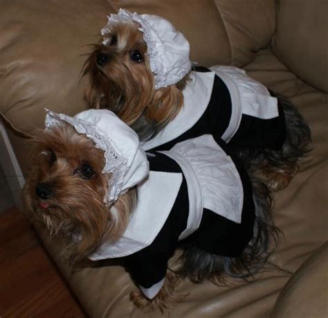 Pilgrim Girl Dog Costume | BaxterBoo