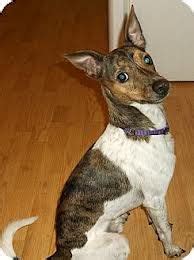 Rat Terrier Chihuahua Mix Brindle - Pets Lovers