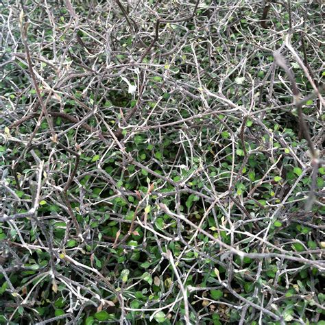 Corokia cotoneaster - Wire Netting Bush (4.5" Pot) | Little Prince of