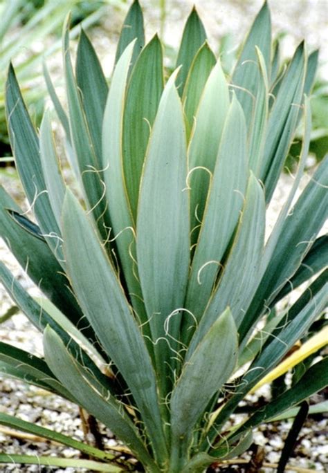 Learn About Yucca Filamentosa Var Concava Boat Tipped Yucca