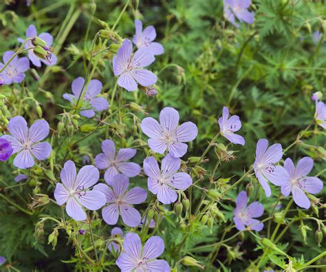 Best hardy geranium varieties – 15 classic cranesbills…