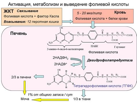 Биохимия витаминов. (Лекция 25) - презентация онлайн