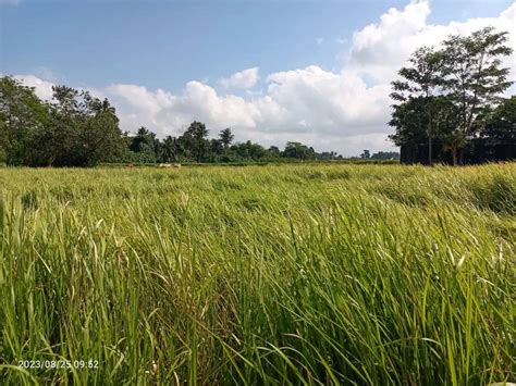 Tanah Zona Kuning Di Ubud Bali Menit Ke Ubud Center Tanah