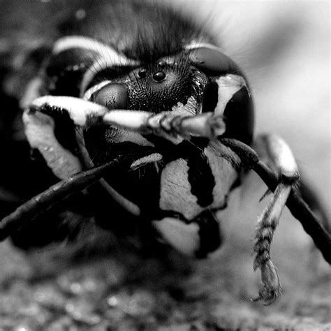 Bald Faced Hornet By Jawahunter003 On Deviantart