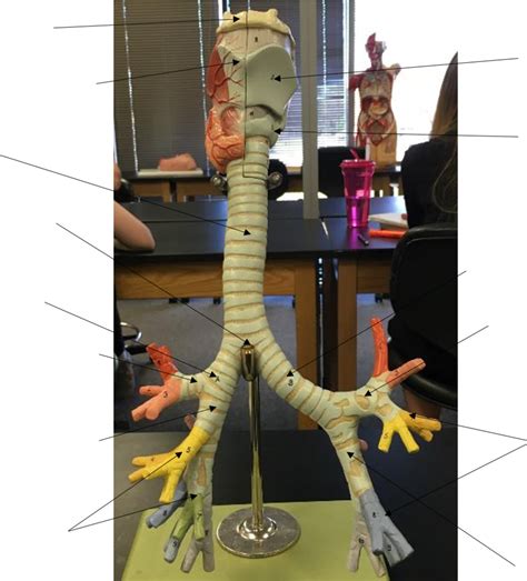 AP2 Lab Respiratory Slide 16 Diagram Quizlet