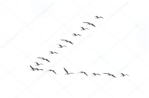 Migrating geese formation Stock Photo by ©roblan 33394825