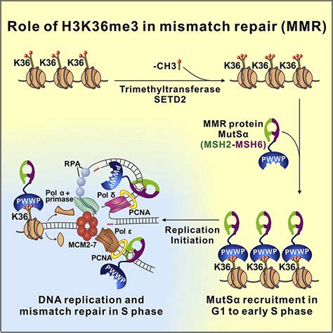 The Histone Mark H3k36me3 Regulates Human Dna Mismatch Repair Through