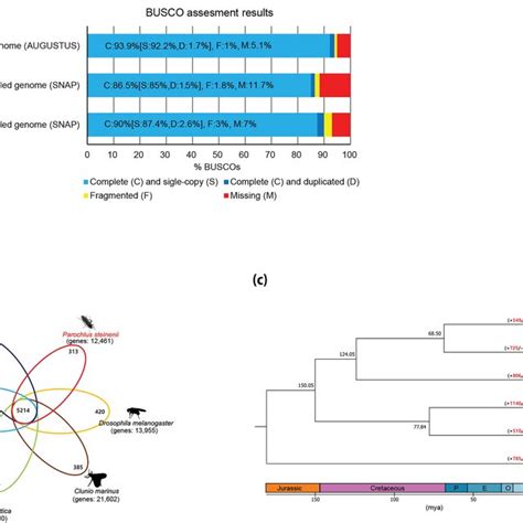 BUSCO Assessment Of Gene Set And Comparison Of P Steinenii