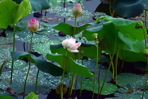 Lotus Pond Free Stock Photo - Public Domain Pictures