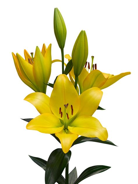 Cavalia LA Hybrid Lilium - P. Aker Flower bulbs and Seeds