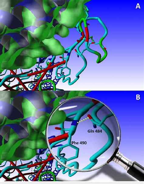 The E484q Mutation A The Mutation Of Glu 484 By Gln 484 And Its