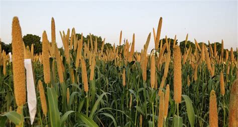 New Study On Pearl Millet Unveils Opportunities For Climate Resilient