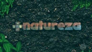 Natureza Mt Assista Na Ntegra Ao Bloco Do Natureza Globoplay