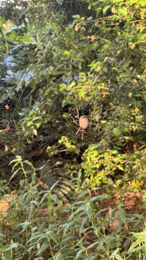 Male Female Trichonephila Edulis Australian Golden Orb Weaver In