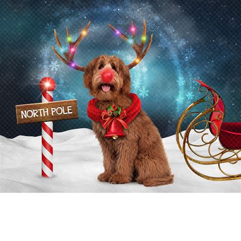 Pet Christmas Reindeer Digital Backdrop