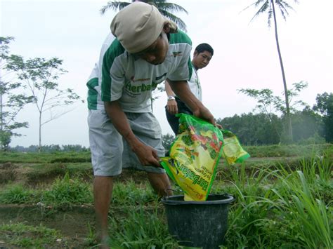 Pupuk Herbafarm Bio Organik Fertilizer Aplikasi Tanaman Padi