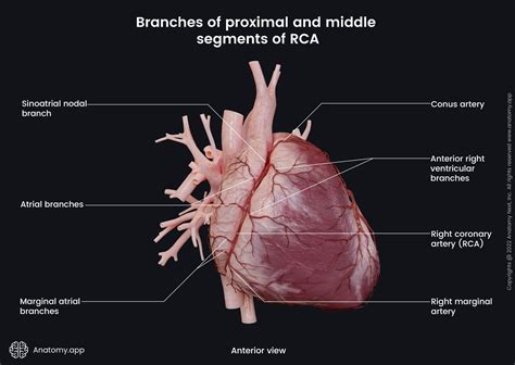 Right coronary artery | Encyclopedia | Anatomy.app | Learn anatomy | 3D ...