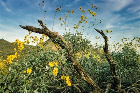 L Arnica Est Une Plante Qui Soulage Les Blessures Bleus Coups Et