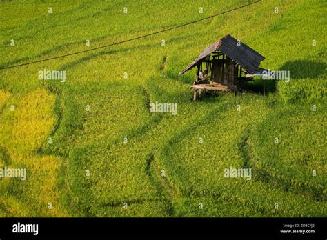 Terraced Rice Field Landscape Near Sapa In Vietnam Mu Cang Chai Rice