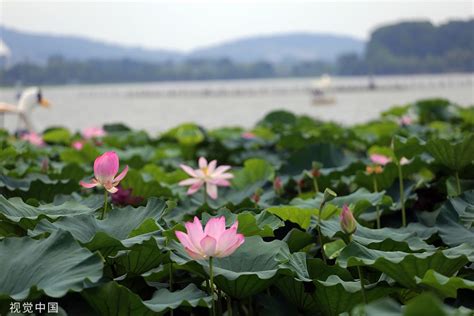 南京：玄武湖荷塘花开正艳