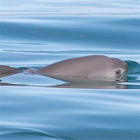 Wild Vaquita Phocoena Sinus Displaying The Characteristic Dark