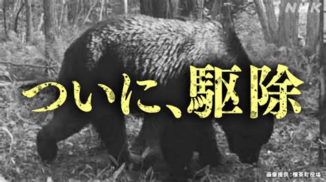 「oso18」”怪物ヒグマの最期”を観て 聖書と私とコーヒーと＋ワン