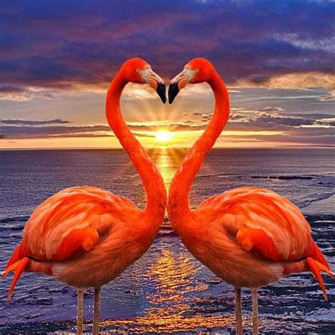 5D Diamond Painting Two Pink Flamingo Sunset Kit Sunset Flamingos HD