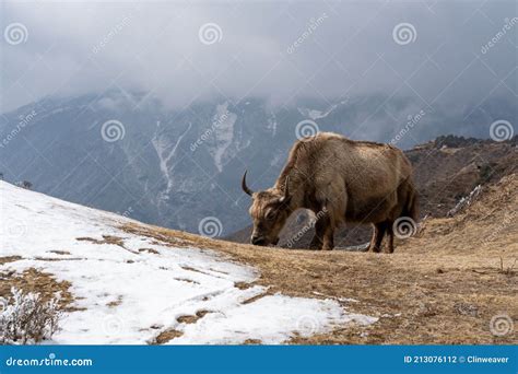 Yak in the Himalayas stock photo. Image of cattle, nature - 213076112