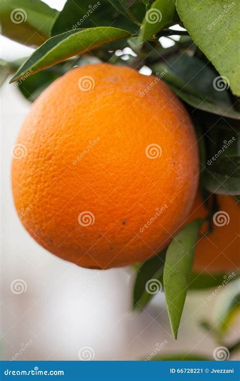 Cara Cara Orange on Tree Branch Stock Image - Image of cultivation ...