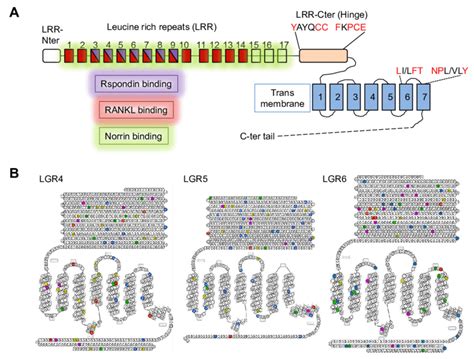 Schematic Representation Of Lgr Receptors A Structure And