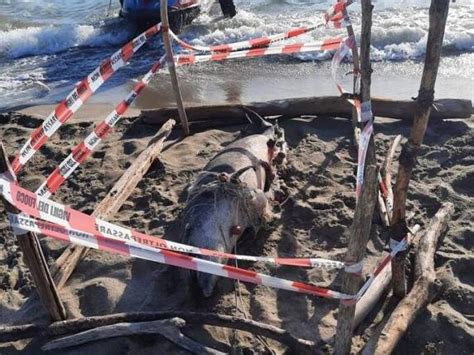 Delfino Morto Sulla Spiaggia Della Lecciona Era Avvolto Da Una Rete Da