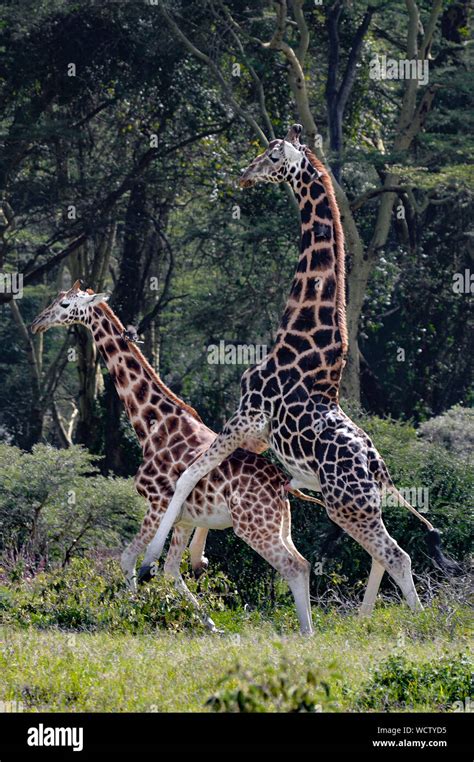 Giraffe mating not dog not seal hi-res stock photography and images - Alamy