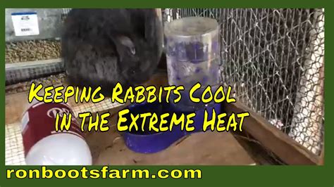 Keeping Rabbits Cool In The Heat Youtube