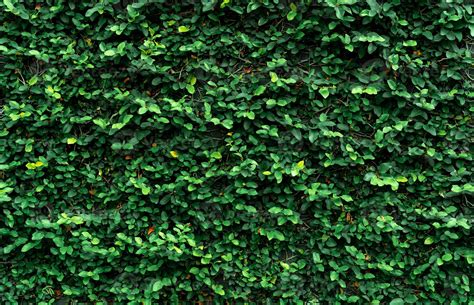 Planta Trepadora En La Pared Fondo De Textura De Hojas Verdes Peque As