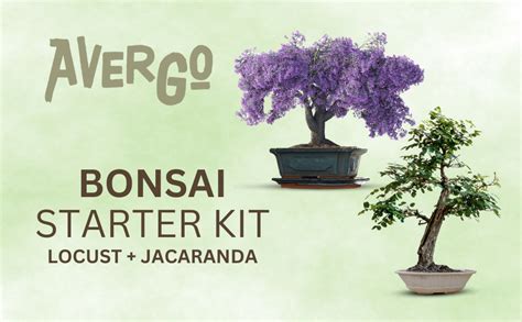 Avergo Bonsai Growing Seed Kit 2x Japanese Bonsai Trees