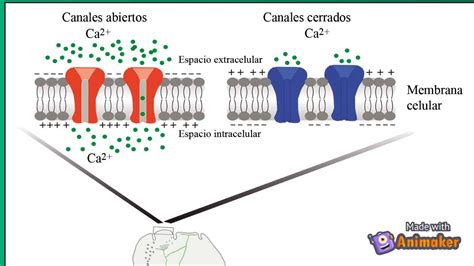 CANALES IÓNICOS DEPENDIENTES DE VOLTAJE YouTube