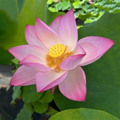 what does the lotus flower represent 6